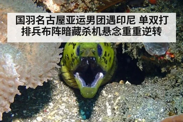 国羽名古屋亚运男团遇印尼 单双打排兵布阵暗藏杀机悬念重重逆转
